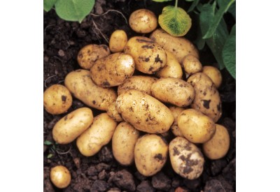 Pentland Javelin Seed Potatoes (First Early - 1kg)